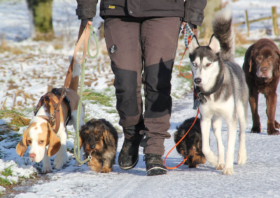 Hunde gehen im Schnee harmonisch Gassi