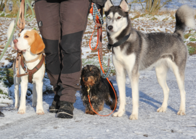 Aufgeweckter Hunderrudel im Schnee