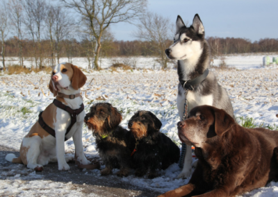 5 Hunde ruhen im Schnee, nach einem Spaziergang im Schnee
